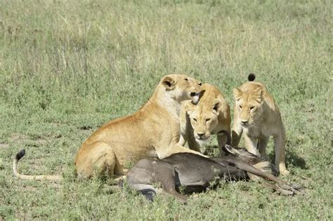 Do Lions Really Scavenge More Than They Hunt African Wildlife Report