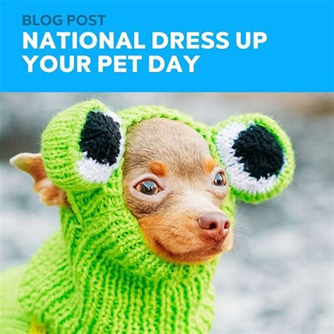 Today Is National Dress Up Your Pet Day⁣ ⁣⁣ ⁣are You Ready⁣ ⁣have You