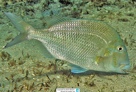 Calamus Penna Sheepshead Porgy