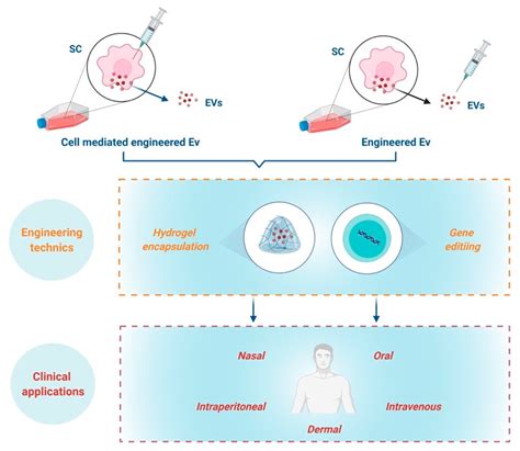 Stem Cells Derived Extracellular Vesicles Encyclopedia Mdpi