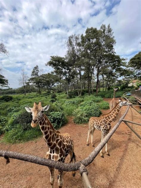 Giraffe Center And Karen Blixen Museum Day Tour Experience GetYourGuide