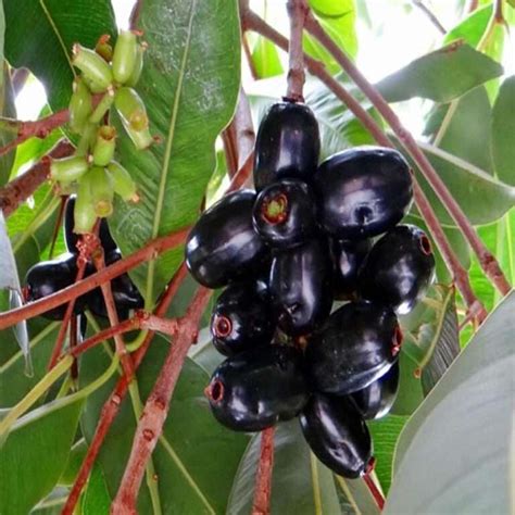 Neredu Pallu Jamun Fruit Naaval Pazham Sitara Foods