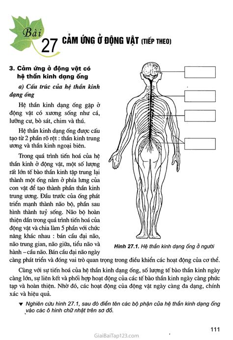 SGK Sinh Học 11 Bài 27 Cảm ứng ở động vật tiếp theo