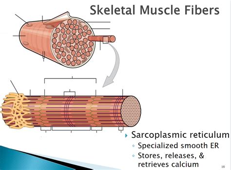 Skeletal Muscle Fibers Diagram | Quizlet