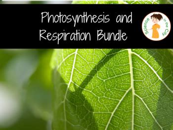 Photosynthesis And Cellular Respiration Bundle Print And Digital