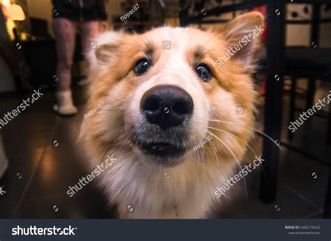 17,652 Dog Whiskers Stock Photos, Images & Photography | Shutterstock