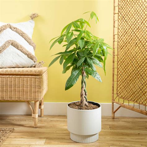 Costa Farms Indoor Pachira Braid Money Tree House Plant in 10-inch Decor Pot & Reviews | Wayfair