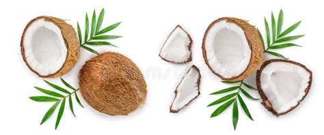 Coconut With Leaves Isolated On White Background Top View Stock Photo