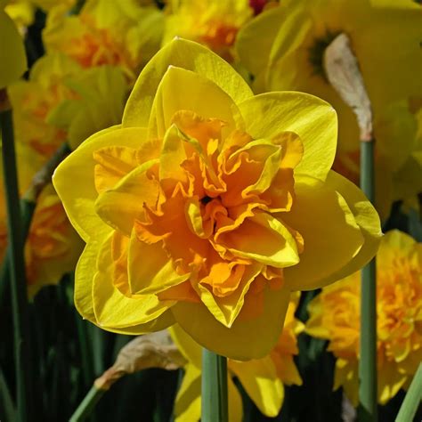 Daffodil Bulbs Double Sunrise 10 Bulbs