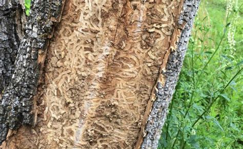 The Complete Guide To Emerald Ash Borer Pest Prophet Blog