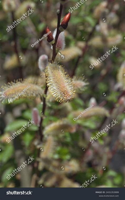 Salix Sp Salix Sp Pussy Willow Stock Photo 2431353999 Shutterstock