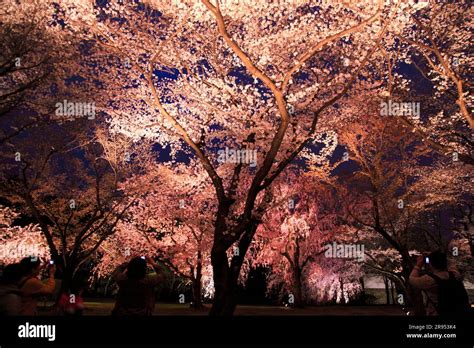 Light up of Nijo Castle cherry blossoms Stock Photo - Alamy