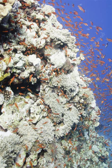 Massive coral formation - Stock Image - F024/6002 - Science Photo Library