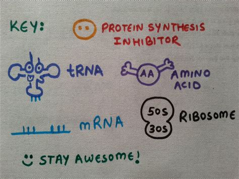 Medicowesome: Mechanism of action of antibiotics (Protein synthesis ...