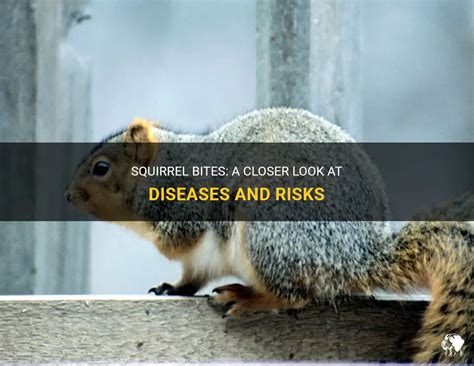 Squirrel Bites: A Closer Look At Diseases And Risks | PetShun