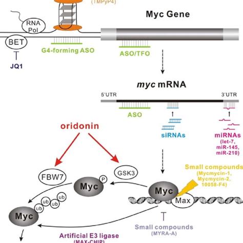 A Role For C Myc As A Key Signaling Node The Expression Of