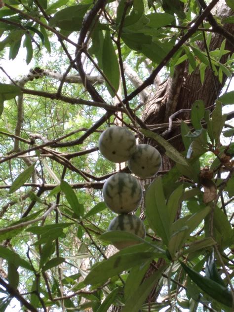 Ecuadorian Squash In January 2023 By Sandra Plua INaturalist