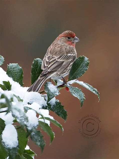 Winter Bird Photography II