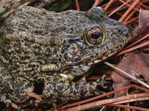 Gopher Frog-Lithobates capito- Savanna River Site, SC – John David ...