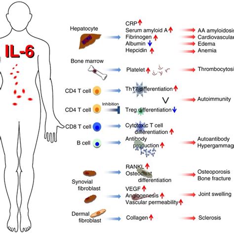 IL-6 receptor system. notes: After binding of IL-6 to IL-6 receptor... | Download Scientific Diagram