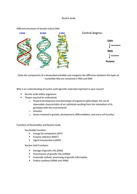 Topic Nucleic Acids Nucleic Acids Different Structures Of Double