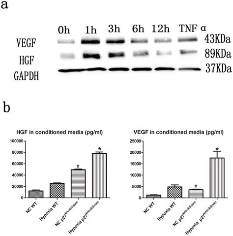 Vegf And Hgf Expression In H C Cells Exposed To Treatment With