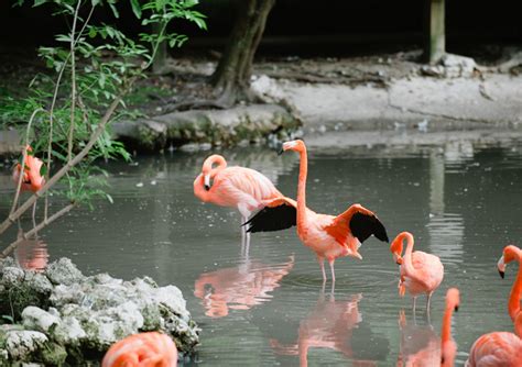 Florida Travel Tips: Homosassa Springs Wildlife Park | Hidden Travel Treasures.com