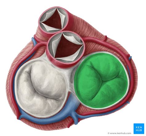 Heart Auscultation And Percussion Anatomy And Technique Off