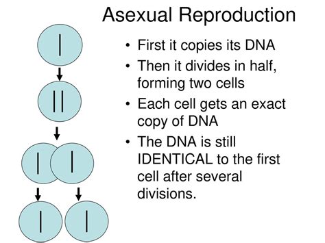 Asexual And Sexual Reproduction Ppt Download