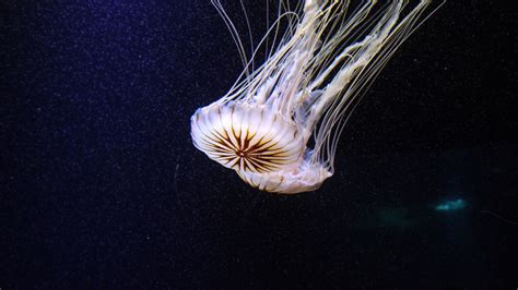 Jellyfish Cnidarian Medusa Free Image Download