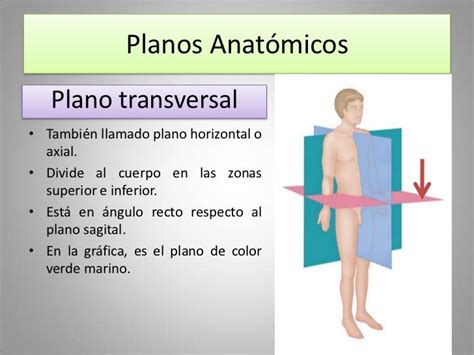 Sesión 01 Introducción A La Anatomía