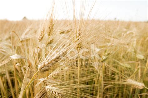 Barley Field Stock Photo | Royalty-Free | FreeImages