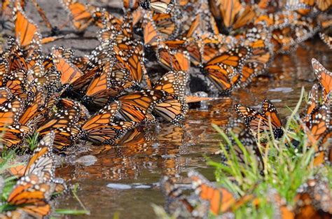 Abren Santuarios De Mariposa Monarca En Michoac N Y Edomex Aqu Los