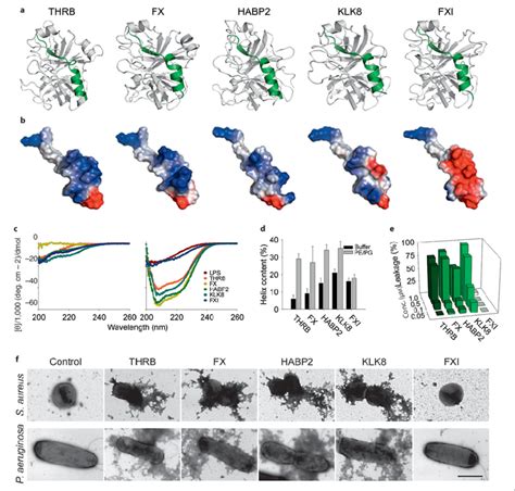 Structural Modeling And Biophysical Studies A Three Dimensional Models