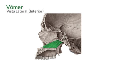 Anatomia da Maxila OdontoUp Anatomia da cabeça Cabeça e pescoço