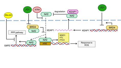 Antioxidants Free Full Text BRD4 Targets The KEAP1 Nrf2 G6PD Axis