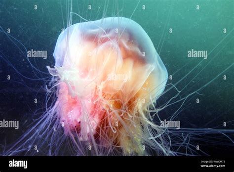 Lion S Mane Jellyfish Stock Photo Alamy