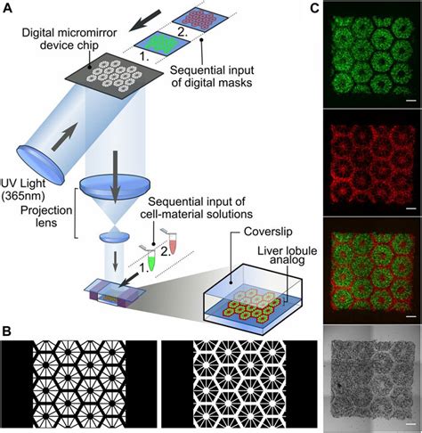 Frontiers Recent Advances In Additive Manufacturing And 3D