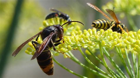 Tipos De Avispas