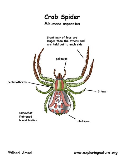 Spider (Crab)