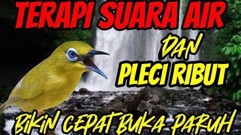 Terapi Pleci Agar Cepat Buka Paruh Dan Bongkar Isian Pancingan Pleci