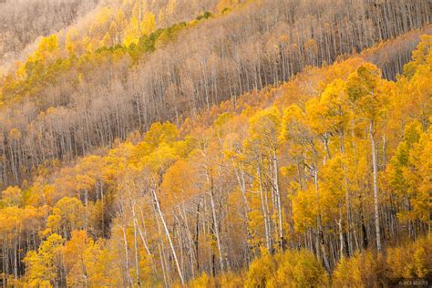 Golden Hillside San Juan Mountains Colorado Mountain Photography