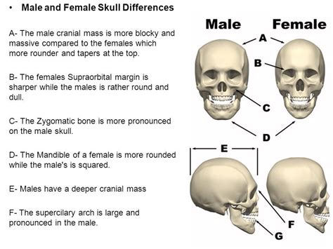 Pin By Rupert Fellows On Skull Shapes Male Vs Female Anatomy Male