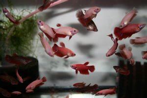 Halfmoon Betta Fish Care Guide - Your Aquarium Place