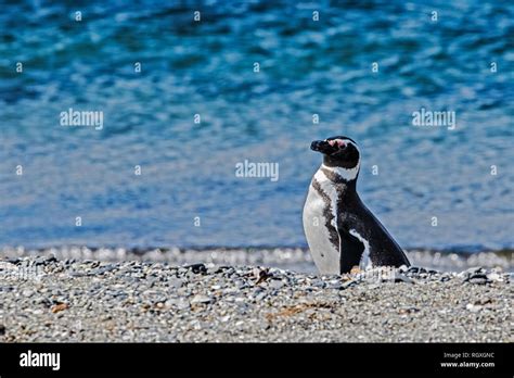 Magellanic Penguin (Spheniscus magellanicus) breeding on Martillo ...