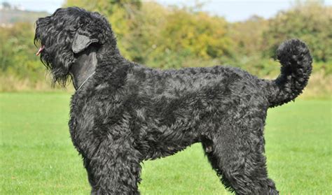 Black Russian Terrier Breed Information Vetstreet Vetstreet