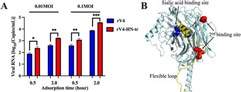 Effect Of C Terminal Truncation Of RV4 HN On The Ability To Adsorb To