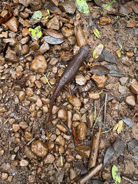 California Newt From Trione Annadel State Park Santa Rosa Ca Us On