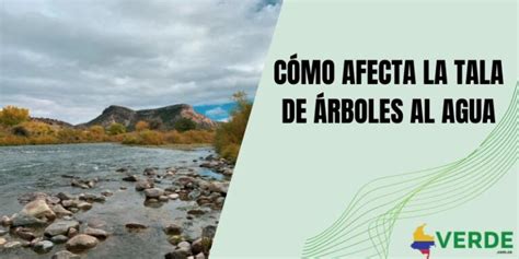 C Mo Afecta La Tala De Rboles Al Agua Colombia Verde