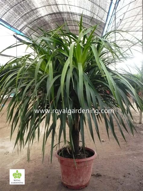 Dracaena Draco,Dracaena Angustifolia Indoor Plants - Buy Dracaena Draco ...